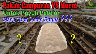 Kelebihan Dan Kekurangan Pakan Puyuh Campuran VS Murni