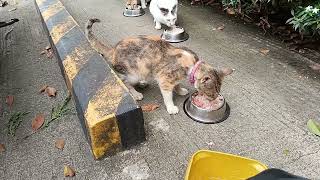 LUNCH BREAK KAKAIN NA SILA | CAT FEEDING | DADA EN FRIENDS |