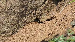 Busy little bees at their nest holes - Halictus rubicundus on Rathlin