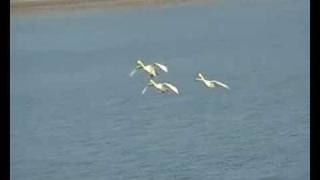 Cygne chanteur ( Cygnus cygnus ) et Cygne de Bewick ( Cygnus columbianus )