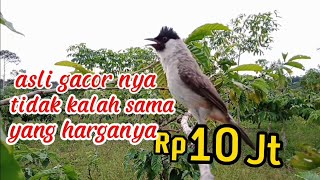 pikat BURUNG KUTILANG JITU sama yg harga 10 jt tidak kalah gacornya@pikat-burung-sumatra