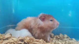 Too Cute to Handle - Hamster Sleeping Edition