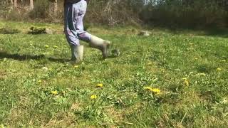 Day Old Chick Chasing My Daughter Around the Yard