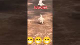 kabootari #song #haryanvi #dance #song #newsong