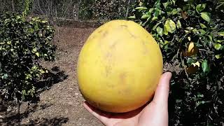 Curiosidade. Laranja gigante no pé.