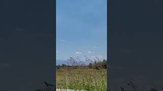 Plovdiv, Rhodope Mountains, rice fields / Пловдив, Родопи #shorts #plovdiv #visitbulgaria