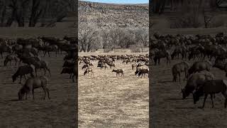 Coming across giant herds of #elk is always a special moment! #colorado