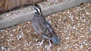 Northern Bobwhite in WBR's aviary