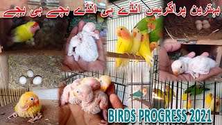 پرندوں کی پروگریس 2021 انڈے ہی انڈے بچے ہی بچے | BIRDS BEST PROGRESS 2021 | AA BIRDS INFORMATION