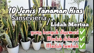 10 Jenis Lidah mertua atau Sansevieria yang banyak digemari || dan mudah ditemukan 👍