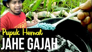 Pupuk Jahe Gajah, Hemat dan Bermanfaat.