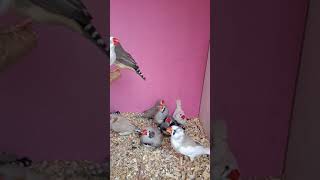 Zebra Finches Pakistan