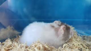 2nd Generation Hamster