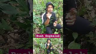 BUAH BUAHAN HUTAN BERNAMA ENGKALAK ATAU MEDANG