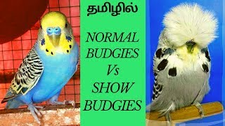 SHOW BUDGIES vs NORMAL BUDGIES | தமிழில் |  DIFFERENCE BTWN SHOW & NORMAL BUDGERIGARS  | INDIA 2021