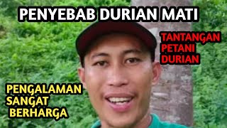 PENYEBAB DURIAN MATI || PENGALAMAN BERHARGA DALAM BERTANI DURIAN || JANGAN LAKUKAN NANTI MENYESAL