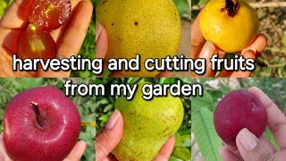 fresh fruit harvesting with me 🥰 #fruitharvest #fruitfarming #fruitgarden @gardening_lover7469