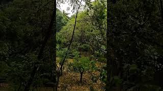 Rᴀɪɴ 🌧️☔ 🌳⛈️ ASMR 🌿 ✨ Rᴇʟᴀxɪɴɢ 😌 🎧 Cʜɪʟʟɪɴ 🥶