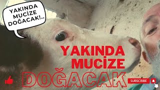 YAKINDA MUCİZE DOĞACAK