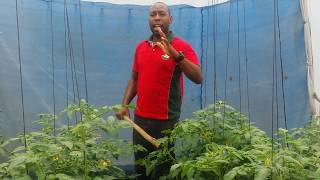 Encouraging Pollination in the Greenhouse