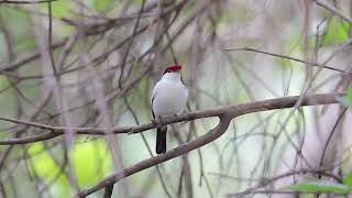 Araripe Pipra singing