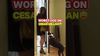 Crazy Cesar Millan dog😳 #craziest #moments #worst #dogwhisperer #hyper #aggressive #scary #dogs