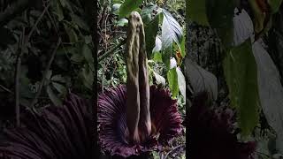 amorphophallus titanum flower yang sangat langka dan cantik sekali tumbuh di hutan wisata batu katak