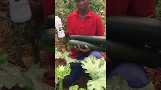 Grow Organic Baby Marrows using iBatech Natural Bio-Stimulant