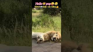 Hello papa🦁😜 | lion cubs | cute lion cubs | lionking | funny video | @Wildshikaari007 | #shorts