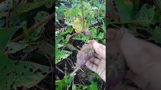 sweet potato harvest