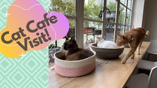 Neko no Niwa (Cat Cafe) | Boat Quay, Singapore