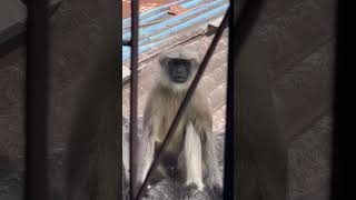 Monkey came at window and tried to attack#monkey #monkeyvideo #monkeyattack #shorts #zorshor #random