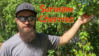 Surinam Cherries 🍒