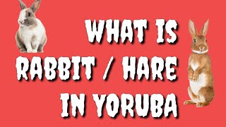 How to say RABBIT / HARE in Yoruba Language, What is RABBIT / HARE in Yoruba language?