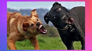 【FUNNY VIDEO】TRY NOT TO LAUGH (DOGS, CATS AND ANIMALS) #15