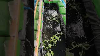 Aquaponics