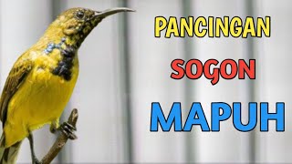 PANCINGAN SOGON AMPUH PASTI LANGSUNG IKUT BUNYI