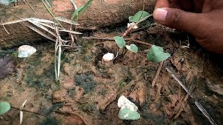 beginilah serunya mancing belut❗seru banget