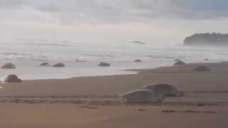 Arribada of nesting sea turtles at Playa Ostional, Costa Rica