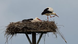 Störche im Enger Bruch Mai 2020