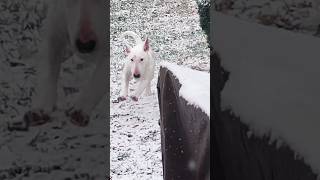 It’s Safe To Say “Nita Twin” Enjoyed Her First Time In The Snow 🙏🏽 R.I.P “Nita” #AKC #BullTerrier