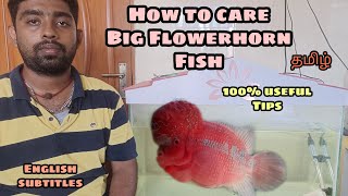 How to care Big Flowerhorn fish | 100% useful Tips | Aquapets & farm