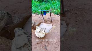 Easy Quail Bird Trap using Box & plastic #youtubeshorts