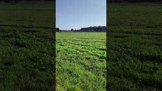 Agriculture farm in the Netherlands