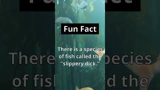 Fun Fact 🐠 The Ocean is a magical place. #WeirdFacts #MarineLife #Shorts