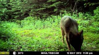 Eastern Wolf Algonquin Park