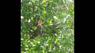 Beautiful Garden Spider