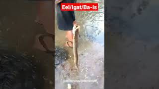 EEL/IGAT/BA-IS #shorts #eel