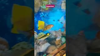 Aquarium #shorts #short #youtubeshorts #shortsvideo #subscribe #viralshort #trending #instagram #4k