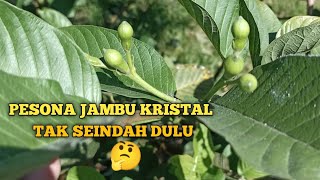 PESONA JAMBU KRISTAL TAK SEINDAH DULU 🤔